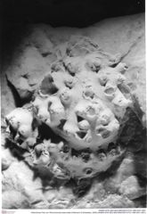 Historisches Foto von Tithonohomola tuberculata (Feldmann & Schweitzer, 2009) (NHMW-AFW-GEO-BACHMAYER-FOTO-1990-0041-4001)